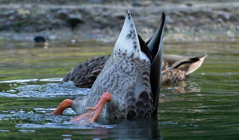 A duck is diving 