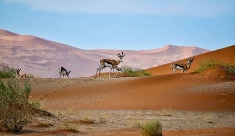 Desert in Namibia 