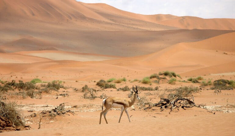 The desert in Namibia 