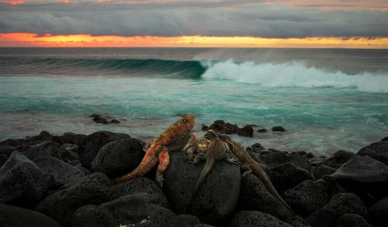 Two lizards checking out the waves 