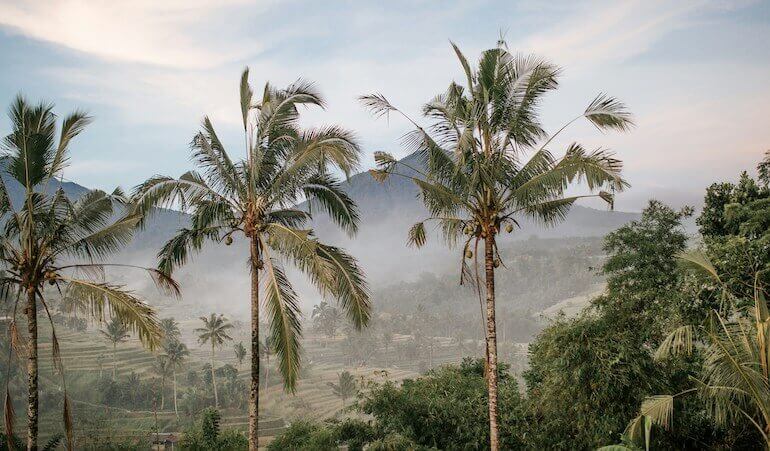 A misty jungle 